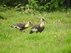 Theristicus caudatus caudatus