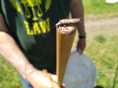 Plecoptera