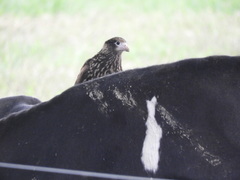 Daptrius chimachima cordatus