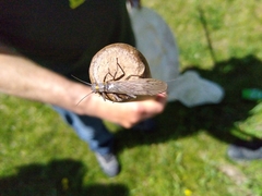 Plecoptera