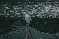 Nycticorax nycticorax