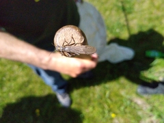 Plecoptera