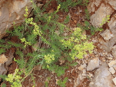 Galium libanoticum