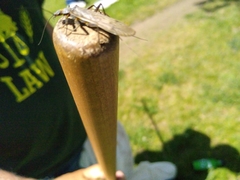 Plecoptera