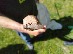 Plecoptera