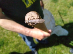 Plecoptera