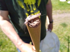 Plecoptera