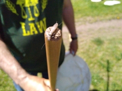 Plecoptera