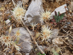 Chardinia orientalis
