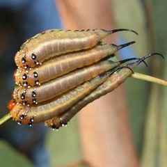 Lophyrotoma interrupta