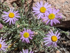 Erigeron clokeyi