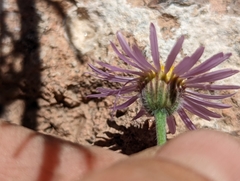 Erigeron clokeyi
