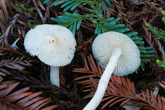 Hygrophorus subaustraligus