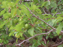 Prunus ursina