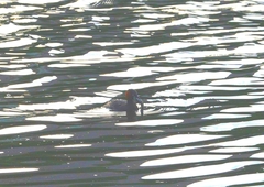 Tachybaptus ruficollis