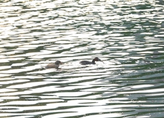 Tachybaptus ruficollis