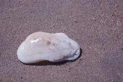 Barbatia amygdalumtostum