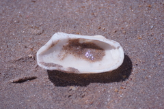 Barbatia amygdalumtostum