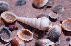 Turritella terebra