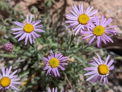 Erigeron clokeyi