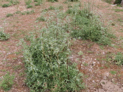 Eryngium billardieri