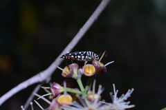 Placosternus difficilis