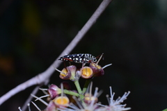 Placosternus difficilis