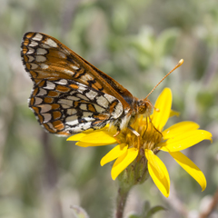 Euphydryas anicia wecoeut