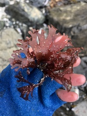 Callophyllis edentata