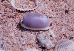 Erronea cylindrica