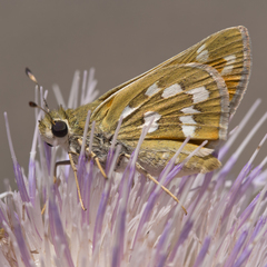 Hesperia pahaska martini