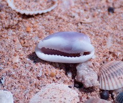 Erronea cylindrica