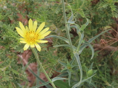 Tragopogon buphthalmoides