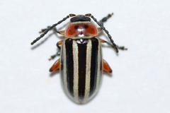 Disonycha procera