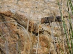 Lygodactylus ocellatus