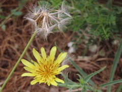 Tragopogon buphthalmoides