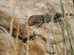 Lygodactylus ocellatus