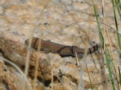 Lygodactylus ocellatus