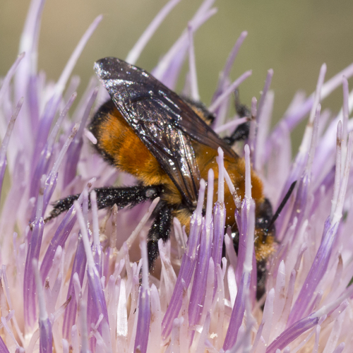 Bumblebee-like Digger Bee photo 6