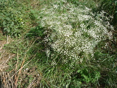 Seseli campestre