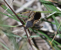 Rhynocoris ventralis