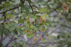 Schisandra chinensis