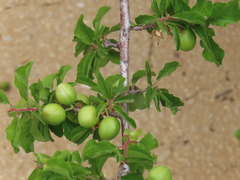 Prunus ursina