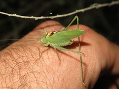 Platylyra californica