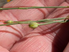 Linum australe