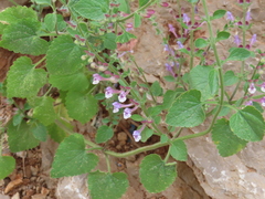 Scutellaria brevibracteata