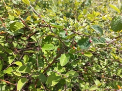 Cotoneaster alaunicus