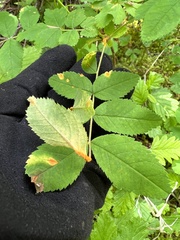 Phragmidium rosae-multiflorae