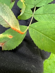 Phragmidium rosae-multiflorae