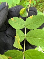 Phragmidium rosae-multiflorae